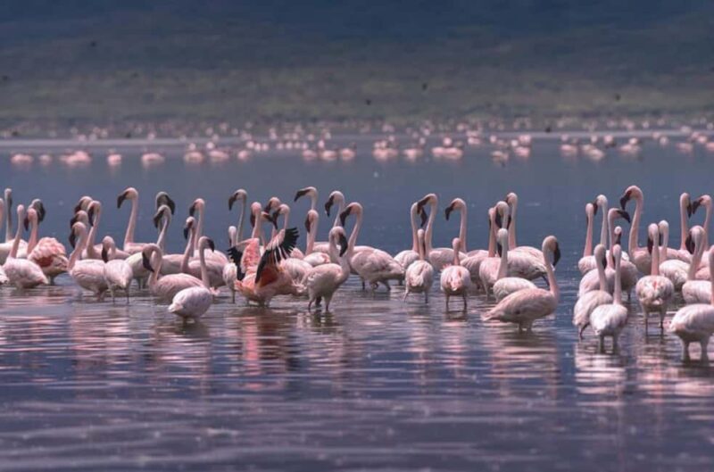 8 Days Safari To Amboseli, Naivasha, Nakuru, & Maasai Mara - FAQ