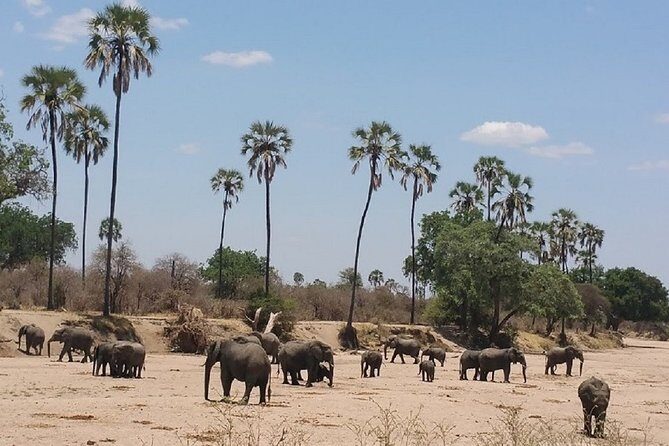 8 Days Safari to Mikumi NP, Ruaha NP and Nyerere NP + Isimila Stone Age Site - 8 Days Safari to Mikumi NP, Ruaha NP, Nyerere NP + Isimila Stone Age Site