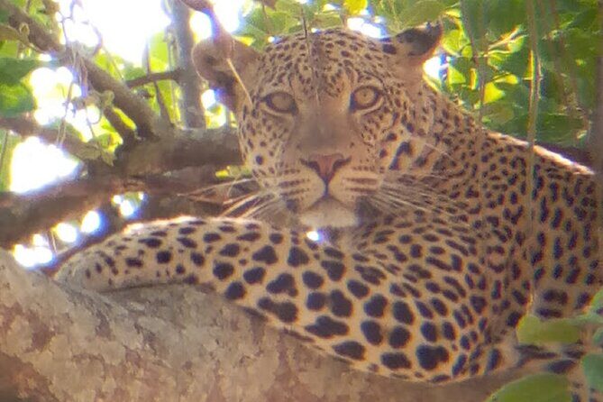 8 Days Safari to Mikumi NP, Ruaha NP and Nyerere NP + Isimila Stone Age Site - Key Points