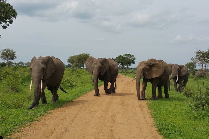 8 Days Safari to Mikumi NP, Ruaha NP and Nyerere NP + Isimila Stone Age Site - Who Should Consider This Safari?
