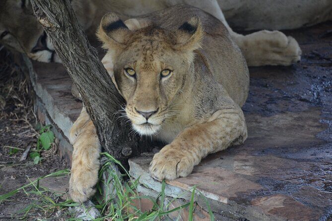 8 Days Safari to Mikumi NP, Ruaha NP and Nyerere NP + Isimila Stone Age Site - The Sum Up