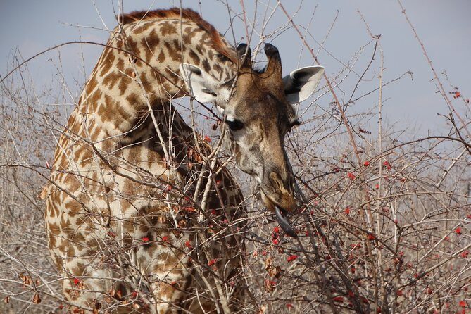 8 Days Safari to Mikumi NP, Ruaha NP and Nyerere NP + Isimila Stone Age Site - FAQ
