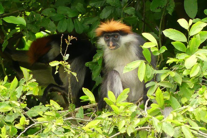 8 Days Safari to Mikumi, Ruaha & Udzungwa Mountains - Final Thoughts
