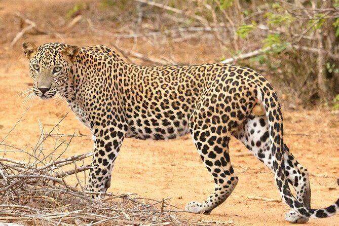 8 Days Sri Lanka Private Round Tour - Final Thoughts