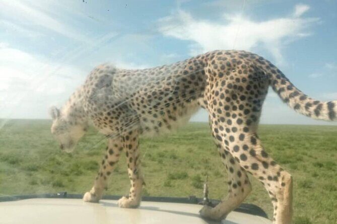 8 Days Tanzania Adventure Tented Camps Safari - Price and Value