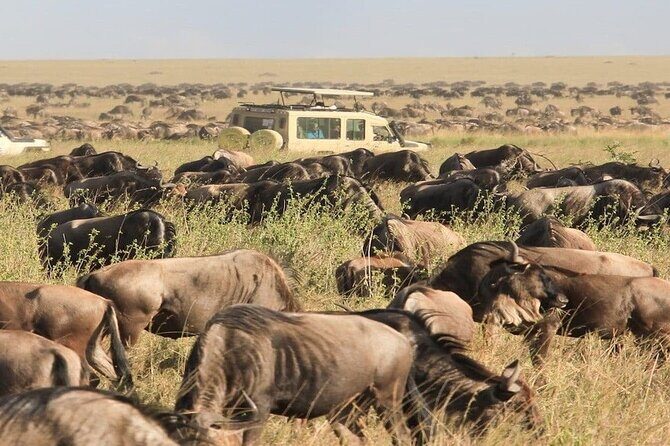 8 Days Tanzania Lodge Safari | Semi Luxury . - Key Points