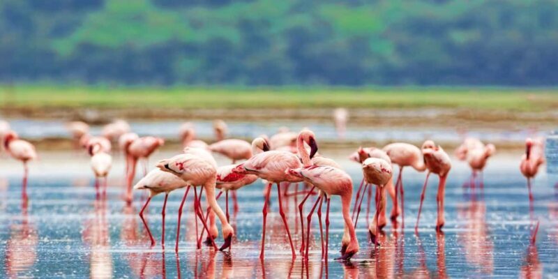 8 Days Tanzania serengeti wildebeest migration Safari - Key Points