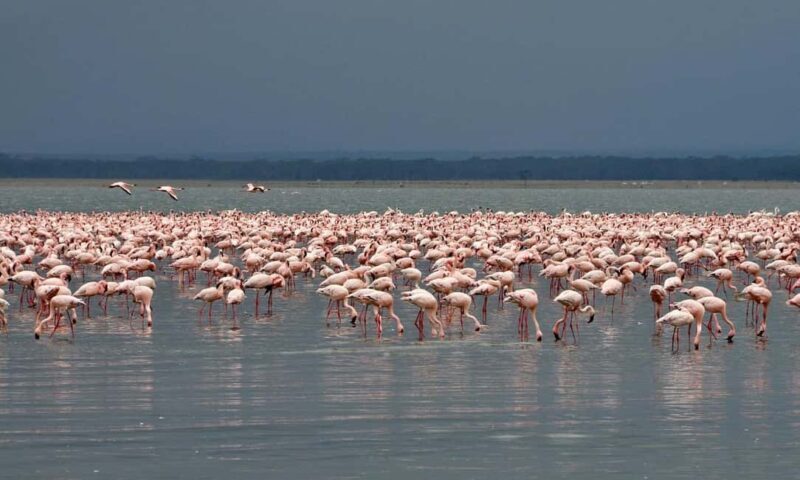 8 Days Tanzania serengeti wildebeest migration Safari - What’s Included & What’s Not