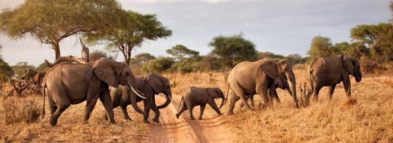 8 Days Tanzania serengeti wildebeest migration Safari - Final Thoughts: Is This Safari for You?