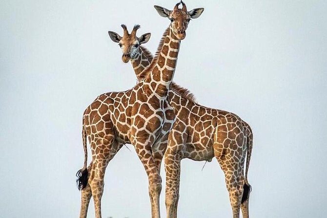 8 Days Tanzania Simba Luxury Safari - Key Points