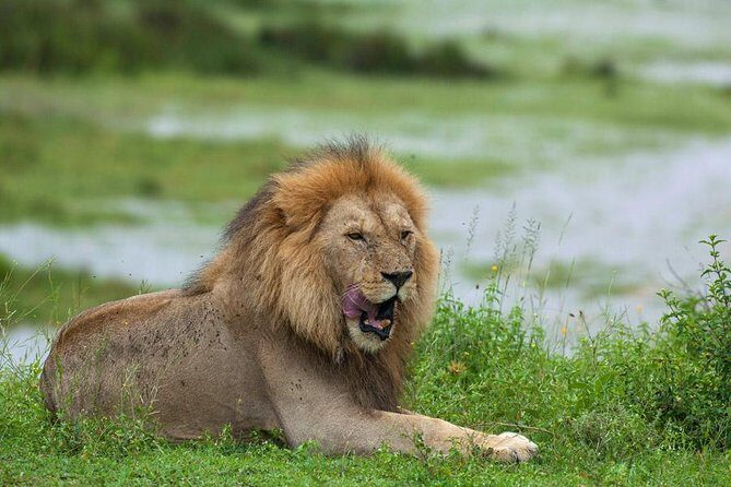 8 Days Tanzania Simba Luxury Safari - Detailed Breakdown of the Itinerary