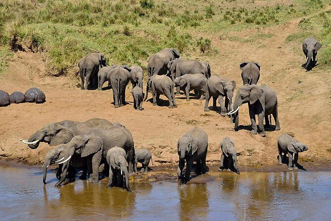 8 Days Tanzania Simba Luxury Safari - Final Thoughts
