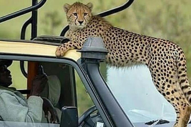 8 Days Tanzania Simba Luxury Safari - FAQ