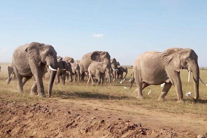 8 Days: Tsavo East National Park Amboseli, Nakuru, Maasai Mara Park - Tsavo East National Park: The Land of Giants and Legends