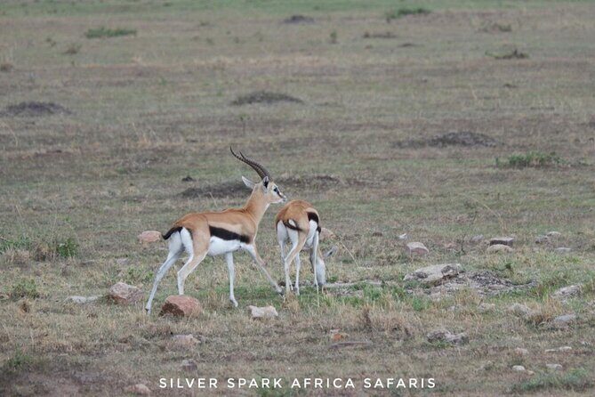 8 Days: Tsavo East National Park Amboseli, Nakuru, Maasai Mara Park - Lake Nakuru National Park: Flamingos, Birdlife, and Unique Landscapes