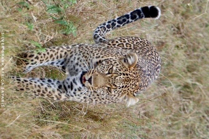 8 Days: Tsavo East National Park Amboseli, Nakuru, Maasai Mara Park - Maasai Mara: The Land of the Great Migration and Big Cats