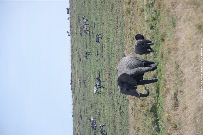 8 Days: Tsavo East National Park Amboseli, Nakuru, Maasai Mara Park - Logistics and Practicalities: What to Expect