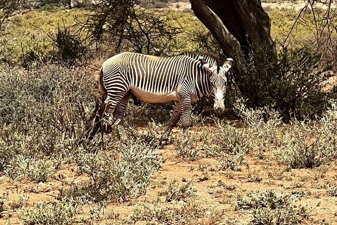 8 Days: Tsavo East National Park Amboseli, Nakuru, Maasai Mara Park - The Bottom Line: Who Is This Safari Best For?