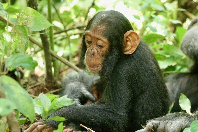8 days Uganda Primate & Wildlife safari tour - Exploring Uganda’s Natural Wonders