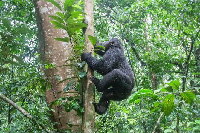 8 Days Uganda Primates Safari - What Sets This Tour Apart?