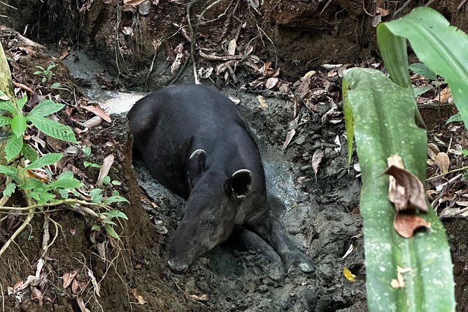 8-hour-experience-in-corcovado-national-park