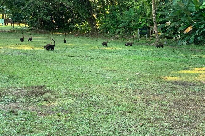 8-hour-experience-in-corcovado-national-park