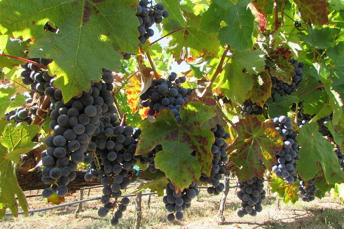 8-hour-private-customized-wine-tour-up-to-7-guests-napa-sonoma-2