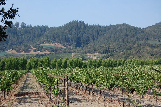 8-hour-private-napa-wine-tasting-tour-with-a-sample-stops