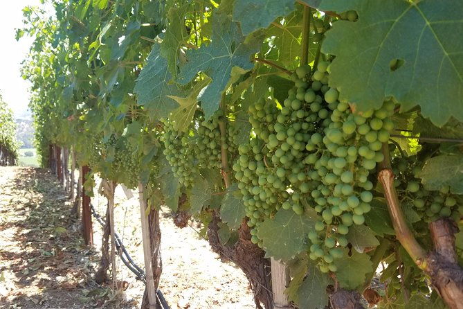 8-hour-private-tour-in-napa-valley-winery