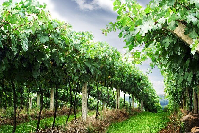 8-hour-private-tour-in-wine-country-from-san-francisco