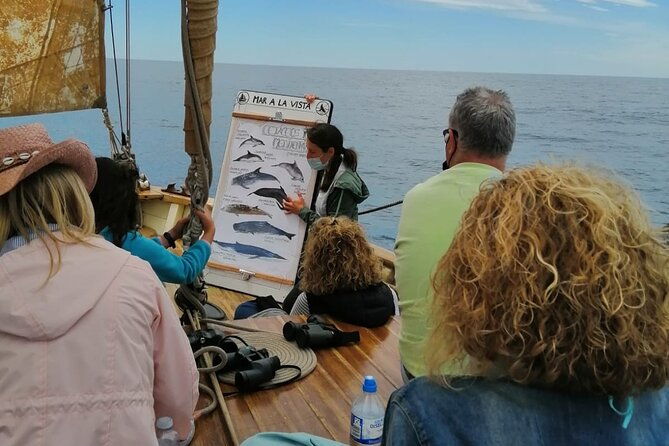 8-hour-whale-watching-in-barcelona