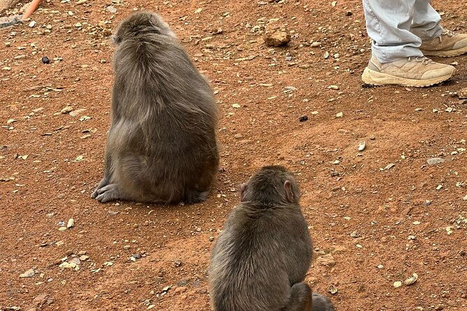 8-hours-arashiyama-monkey-park-ryoanji-and-kinkaku-ji-tour