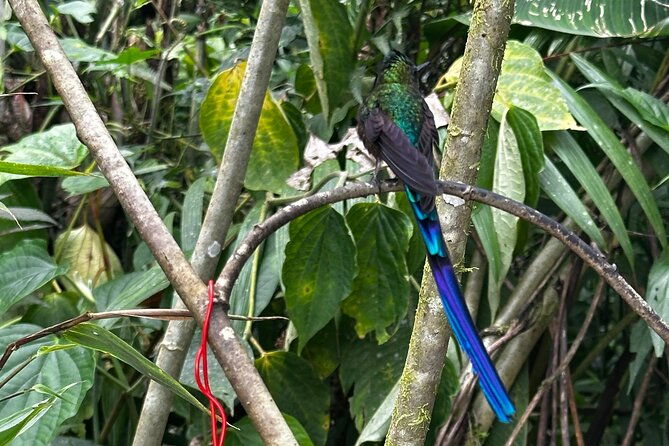8-hours-mindo-cloud-forest-tour-from-quito-includes-lunch