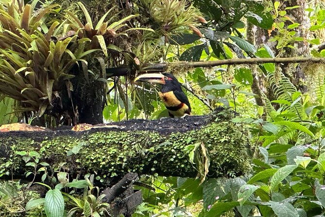 8-hours-mindo-cloud-forest-tour-from-quito-includes-lunch