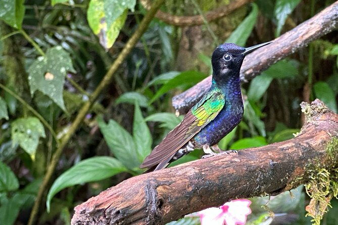 8-hours-mindo-cloud-forest-tour-from-quito-includes-lunch