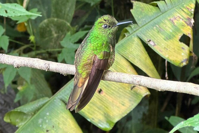 8-hours-mindo-cloud-forest-tour-from-quito-includes-lunch