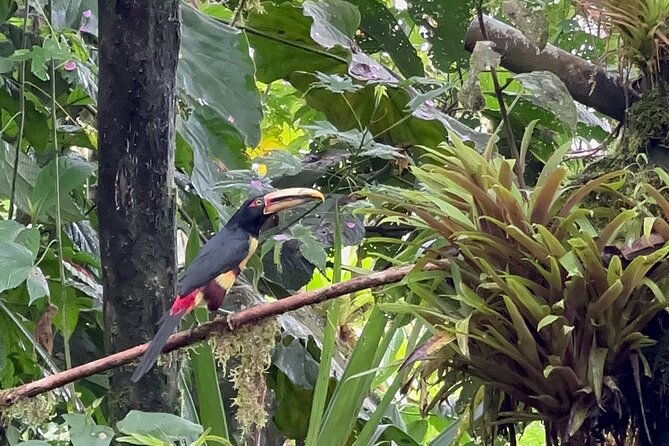 8-hours-mindo-cloud-forest-tour-from-quito-includes-lunch