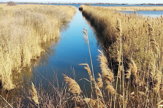 8-hours-visit-to-the-camargue-and-the-salins-daigues-mortes