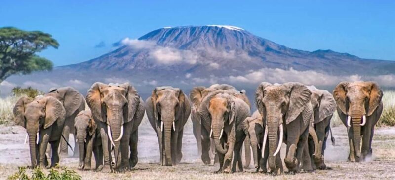 8Days Tsavo, Amboseli,Lake Nakuru & Masai Mara Budget Safari - Key Points