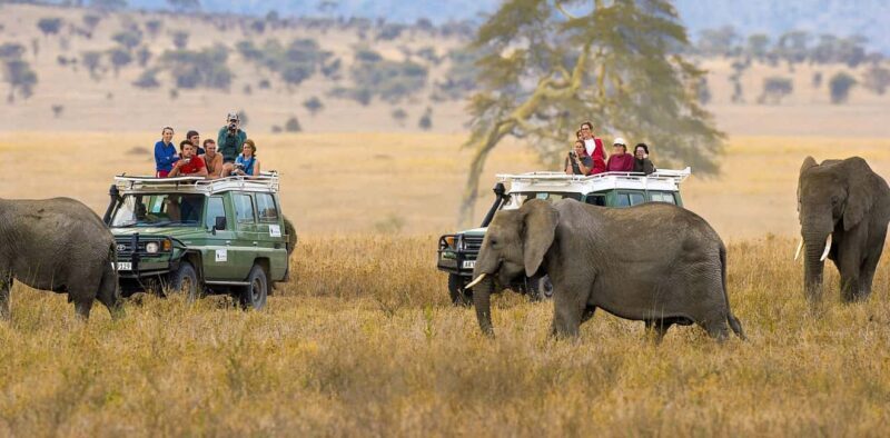8Days Tsavo, Amboseli,Lake Nakuru & Masai Mara Budget Safari - Exploring the 8-Day Kenya Safari in Detail