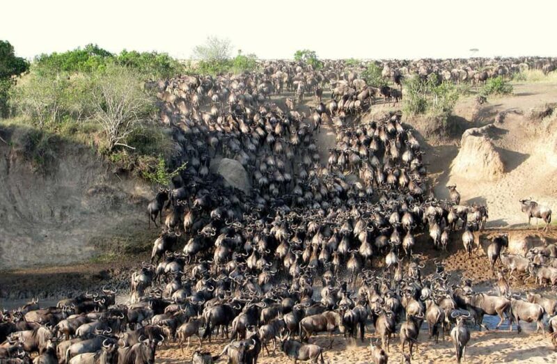 8Days Tsavo, Amboseli,Lake Nakuru & Masai Mara Budget Safari - The Sum Up