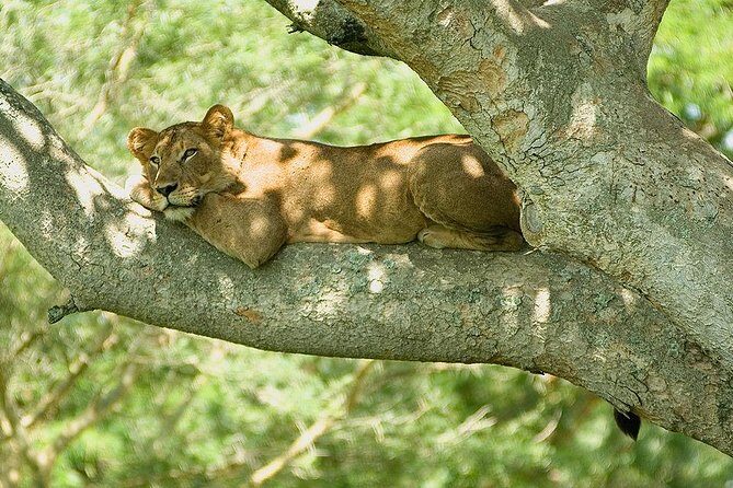 9 Best of Uganda gorilla and wildlife safari - Key Points