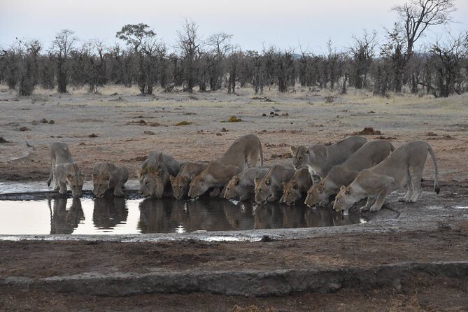 9 Day Best Of Northern Botswana & Victoria Falls - Mix of WildCamping & Lodges - Key Points