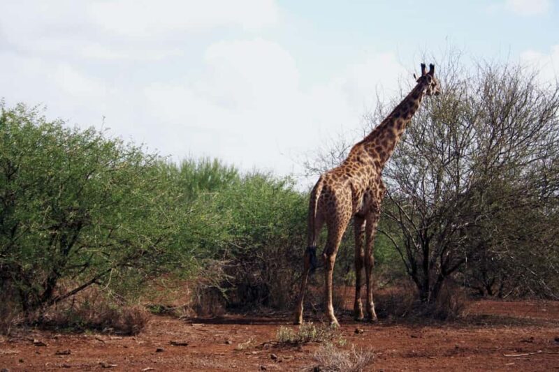 9-Day Elewana Luxury Nairobi Amboseli Meru & Mara Fly In - A Closer Look at the 9-Day Elewana Luxury Nairobi Amboseli Meru & Mara Fly-In Tour