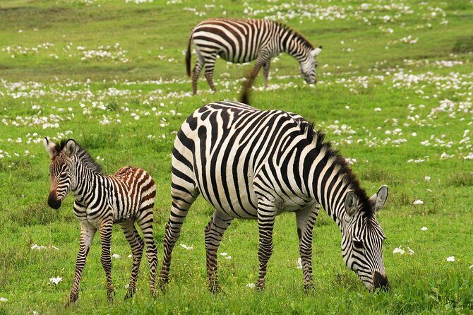 9-Day Enchanting Tanzania Safari -High End All Inclusive - An In-Depth Look at the Itinerary