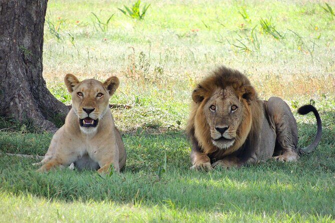 9-Day Enchanting Tanzania Safari -High End All Inclusive - Final Thoughts