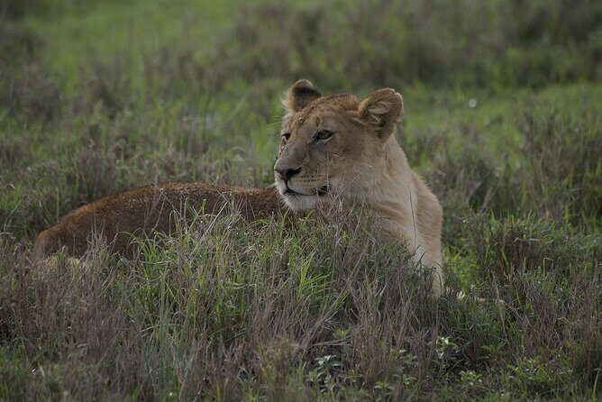 9-Day Enchanting Tanzania Safari -High End All Inclusive - FAQ