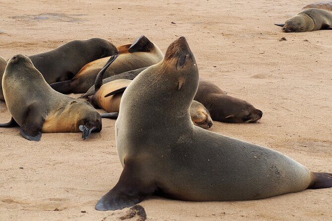 9 Day Etosha, Skeleton Coast and Sossusvlei Camping and Lodge Safari - Frequently Asked Questions