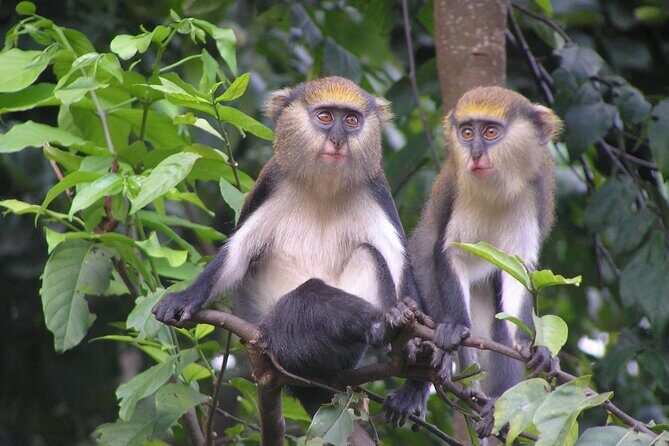 9 Day Ghana Wildlife and Culture Tour - Frequently Asked Questions