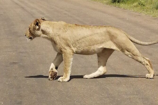 9 day Luxury Kruger Park Safari & Cape Town Tour - FAQs